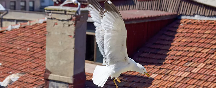Residential Chimney Animal Removal Solution in Landover, MD