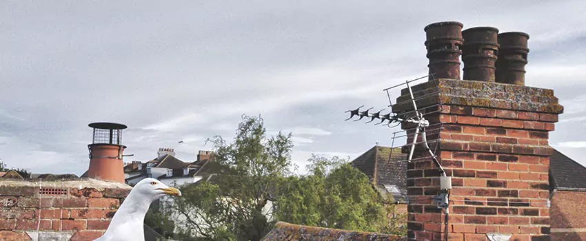 Chimney Cleaning And Restoration in Landover, Maryland